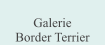 Galerie  Border Terrier