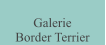 Galerie  Border Terrier