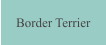 Border Terrier